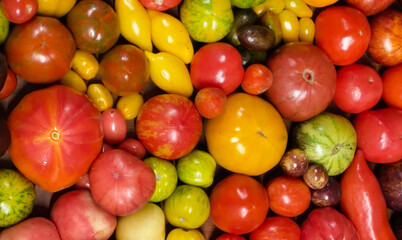 A kaleidoscope of heirloom tomatoes whispers culinary tales for La Tomatina, celebrating biodiversity and eccentric garden abundance