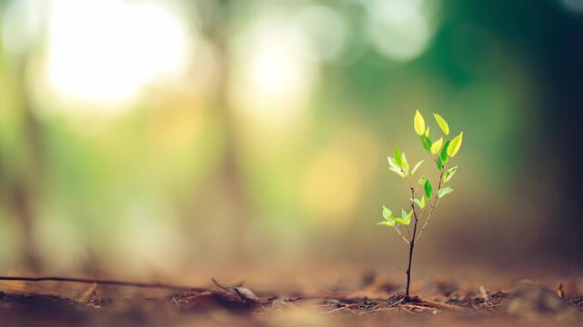 Tender green sapling standing out against a dreamy bokeh backdrop