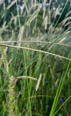 Raindrops delicately balance on wild grass blades, echoing symphonies of Midsummer Eve's whispers and Green Man folklore celebrations