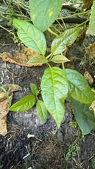 Emerging vibrant leaves on rich earth evoke Lunasa harvest essence, symbolizing resilience, growth, and nature's hidden tapestry