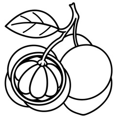 Longan  line art vector
