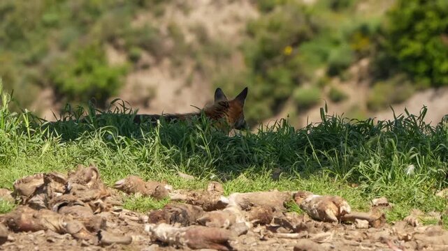 close-up of a wild Iberian Red Fox (Zorro, Vulpes Vulpes Silacea) at a vulture feeding site