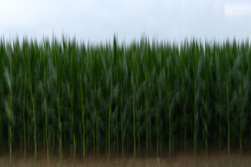 A field of corn is shown in a blurry, grainy photo