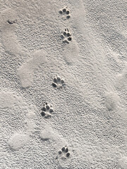 Animal footprints in sand. A series of dog footprints on the beach, symbolizing traveling with a pet.