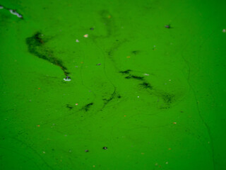 Abstract Close-up of Green Algae Water Surface