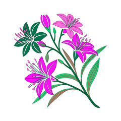 Pink and White Lilies – Elegant Garden Flower Illustration png