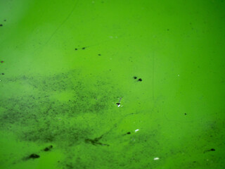 Abstract Close-up of Green Algae Water Surface