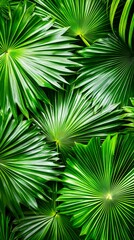 Obraz premium Green palm tropical leaf exotic summer texture botanical natural style