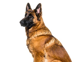 German Shepherd Profile