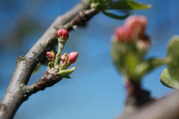 blooming cherry tree