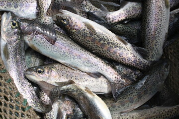 fresh fish on the market