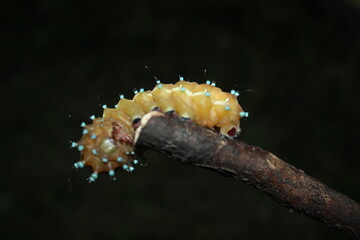 yellow caterpillar on a leaf