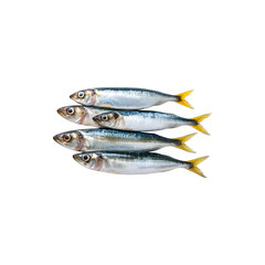Fototapeta premium Fresh raw sardines for product advertising and photography 