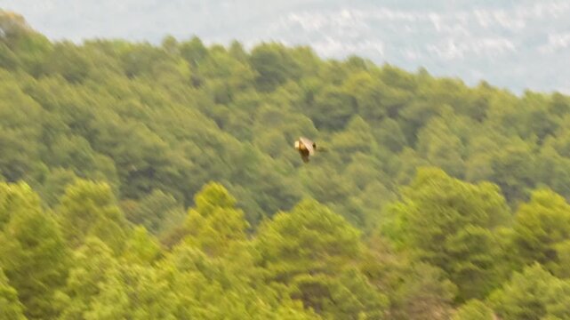 a lammergeier bearded vulture (ossifrage, gypaetus barbatus) in flight