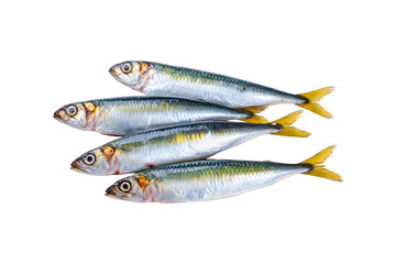 Fototapeta premium Fresh raw sardines for product advertising and photography 