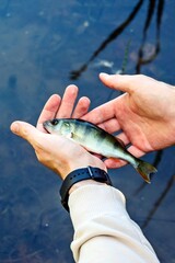 Fishing. Releasing a small perch.