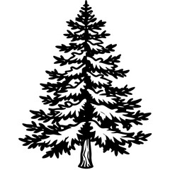 Ponderosa Pine line art vector