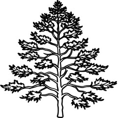 Fototapeta premium Ponderosa Pine line art vector