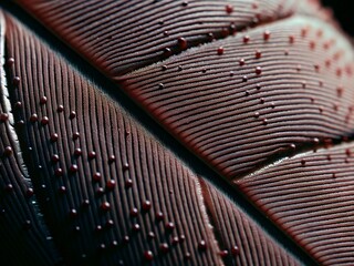 piano keyboard detail. typewriter, old, metal, vintage, piano, type, steel, technology, music, black, retro, keyboard, machine, antique, business