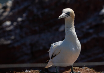 Gannets in Helgoland, Germany.
