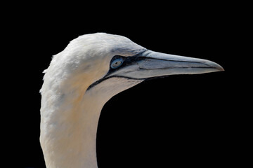 Gannets in Helgoland, Germany.