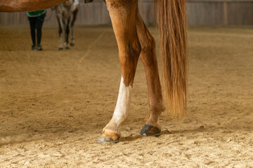 A horse standing in a training arena for dressage or jumping.