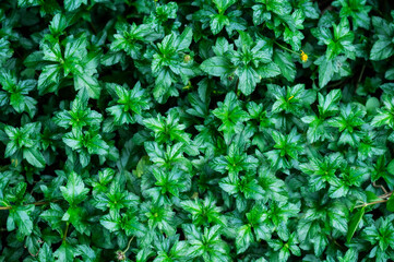 Obraz premium green leaves background