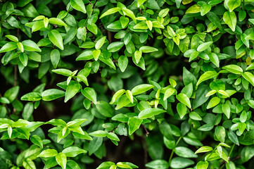 green leaves background