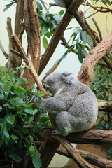 A cute koala sitting on a tree branch, surrounded by green leaves, resting peacefully in its natural habitat.