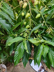 Noni Plant with Green Fruits and Lush Foliage Thriving in Natural Environment