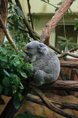 A cute koala sitting on a tree branch, surrounded by green leaves, resting peacefully in its natural habitat.