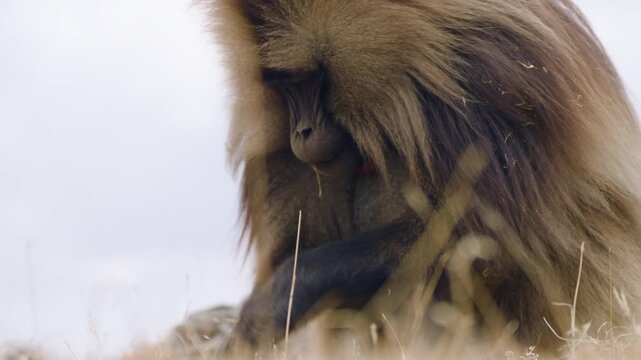 Portrait Of Gelada Monkey (Theropithecus gelada) Eating Grass In Simien Mountains National Park, Ethiopia. Close-up Shot