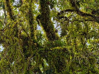 Lush Canopy A Glimpse into the Verdant Foliage of an Ancient Forest in Morning Sunlight