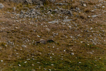 A skeletal remains of an animal lies on rocky terrain in the Caucasus region. The landscape features dry grass and scattered stones.