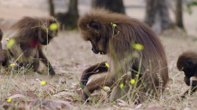 Gelada Baboon Monkeys Foraging In Simien Mountains National Park, Ethiopia. Selective Focus Shot