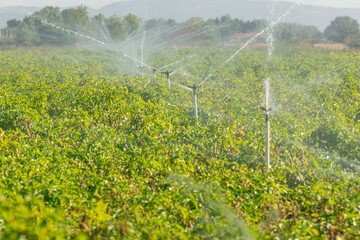 An irrigation system with sprinklers spraying water on a green field.