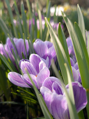 Fototapeta premium purple crocus flowers