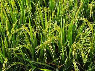 Lush Green Rice Paddy Field Close-Up View of Rice Plants