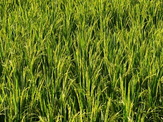 Vibrant green rice paddy field under the bright sun, showcasing the beauty of agriculture and its bountiful harvest