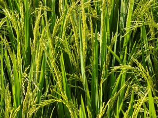 Vibrant Green Rice Plants Flourishing in a Sunlit Field, Symbolizing Abundance and Sustained Growth for a Bountiful Harvest