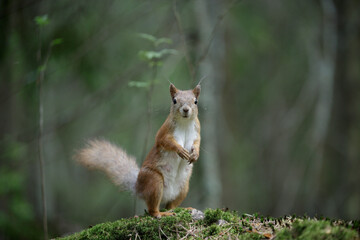 Red squirrel. A wild squirrel stands on its hind legs on a stone covered with green moss. A cute rodent in a summer shady forest