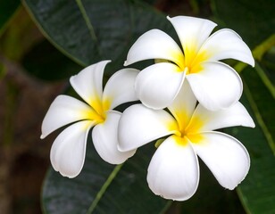 Fototapeta premium Close-up of three beautiful plumeria flowers with delicate white petals and vibrant yellow centers, showcasing a peaceful and tranquil ambiance.