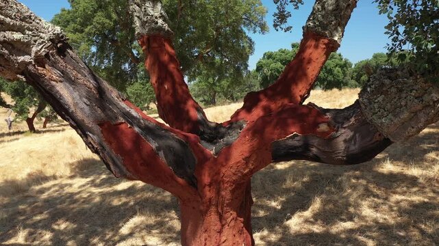 Cork oak farm. Cork oak trunks with renewable bark suitable for stripping in the nearest years. Slow camera movement between cork oak trees