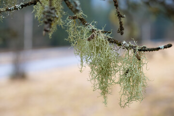 Close-up of green lichen growing on a tree branch. Natural forest ecosystem detail, symbol of clean air and environmental health. Shallow depth of field. Copy space.