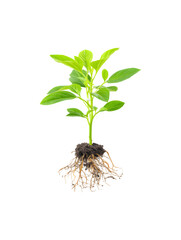 A young plant with roots and leaves growing from the soil
