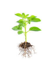 A young plant with roots and leaves growing from the soil
