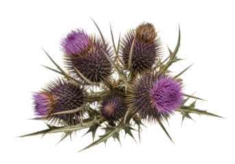 Rugged dark purple and brown thistle cluster with bristly seed pods, thorny stems, spiny foliage, on a transparent studio background. Natural resilience concept