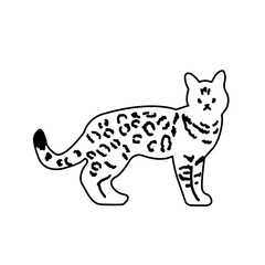 bengal