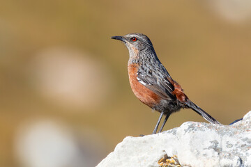 Female Cape Rockjumper (Chaetops frenatus) perched on rock in mountain fynbos, Rooiels, Western Cape South Africa. IUCN Red List Near Threatened, side view