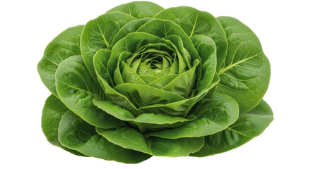 Isolated Butterhead Lettuce Head